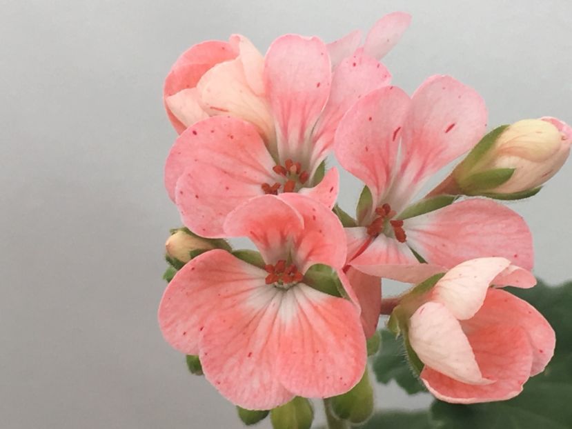 Mosaic - Muscate colectie