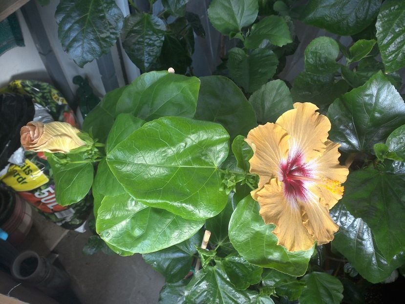 WIN_20170705_072210 - Tahitian Dusky Star