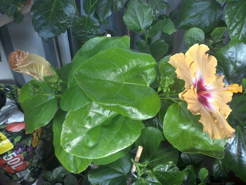 WIN_20170705_072236 - Tahitian Dusky Star