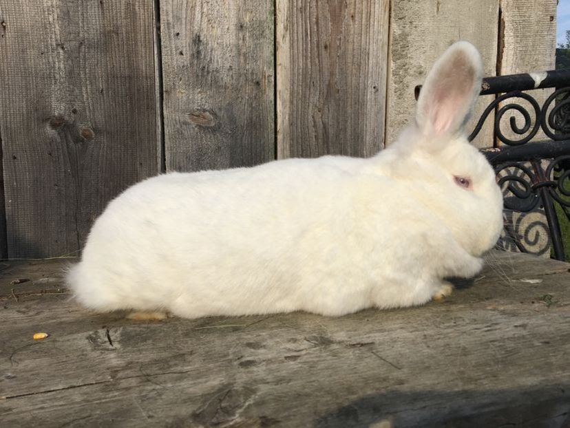 mama - Cuib 30-06-2017