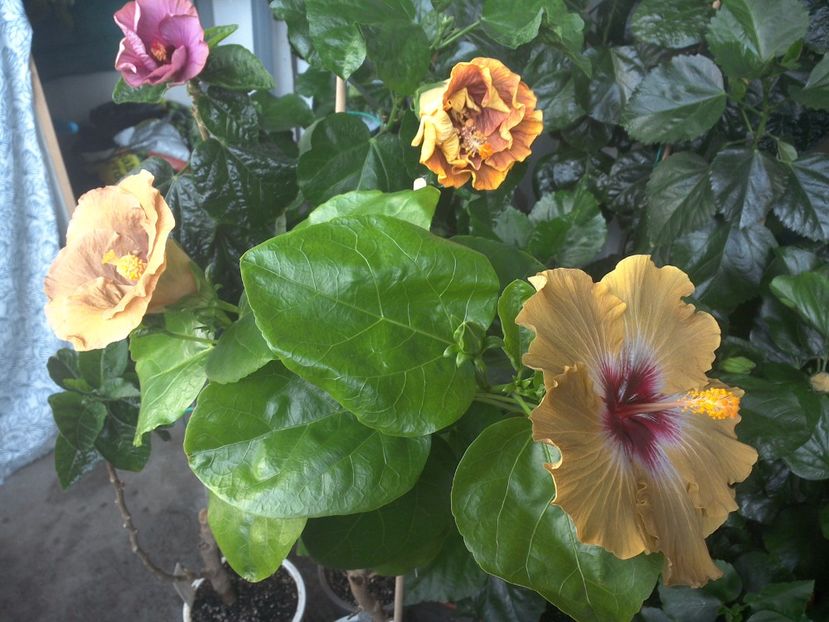 WIN_20170705_085700 - 03Hibiscus