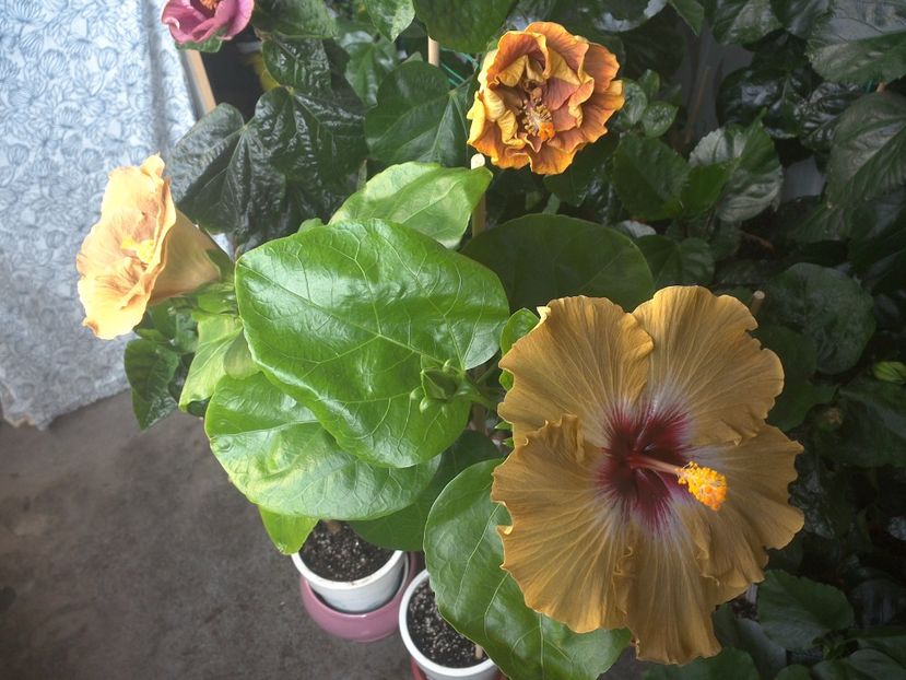 WIN_20170705_085708 - 03Hibiscus