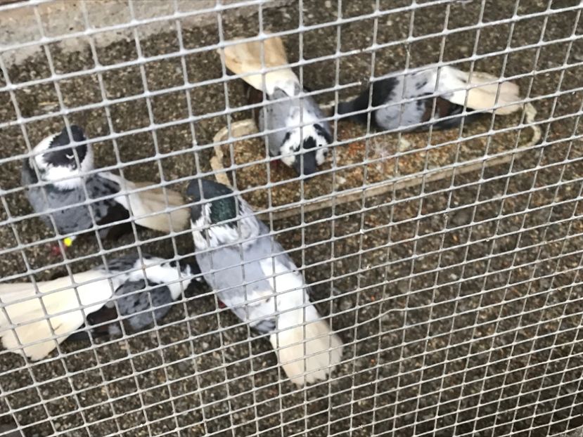  - Vargati cu dunga alba