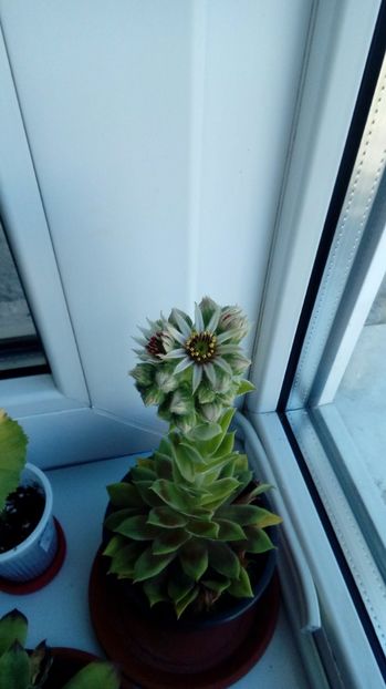  - Cactusi si suculente