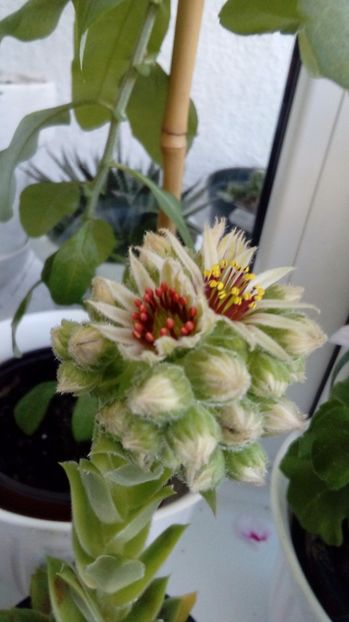 P_20170705_104521_BF - Cactusi si suculente