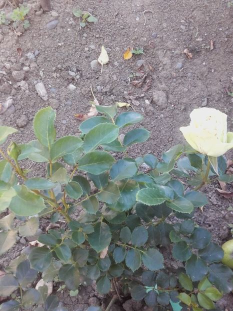  - Escimo flower circus by Svetlana