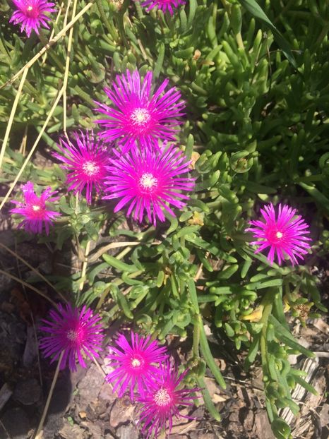 4.07.2017 Delosperma cooperi - A-Ajutor la identificat violete si alte plante