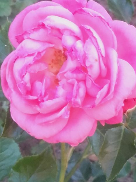  - Pink flower circus by Svetlana