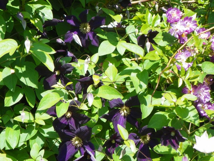 Romantika - Clematite 2017