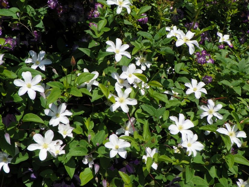 Huldine - Clematite 2017