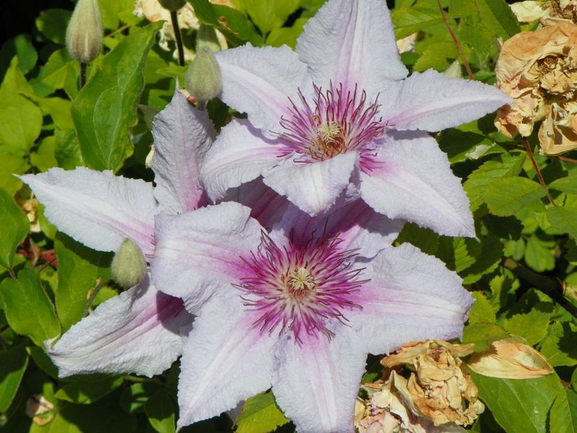 Marmori - Clematite 2017