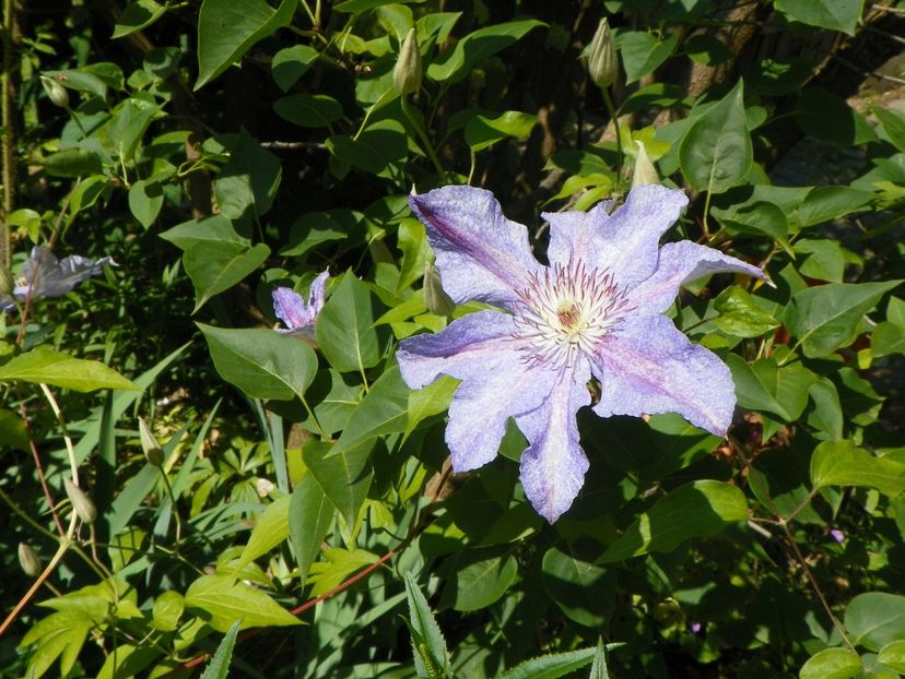 Teksa - Clematite 2017