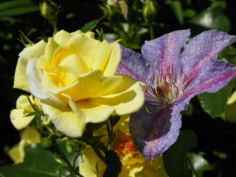 Teksa - Clematite 2017