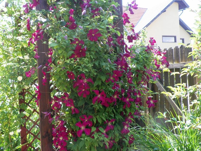 Mme. Julia Correvon - Clematite 2017