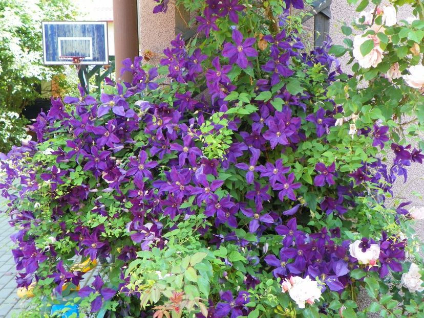 Polish Spirit - Clematite 2017