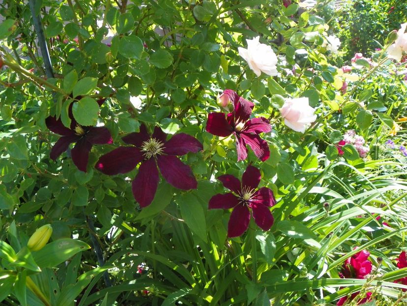 Niobe - Clematite 2017