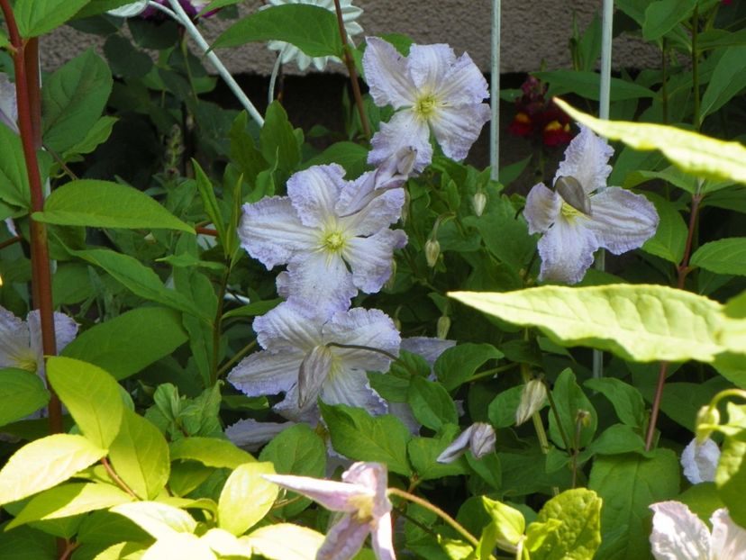 Blekitny Aniol/ Blue Angel - Clematite 2017