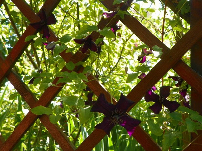 Dark Eyes - Clematite 2017