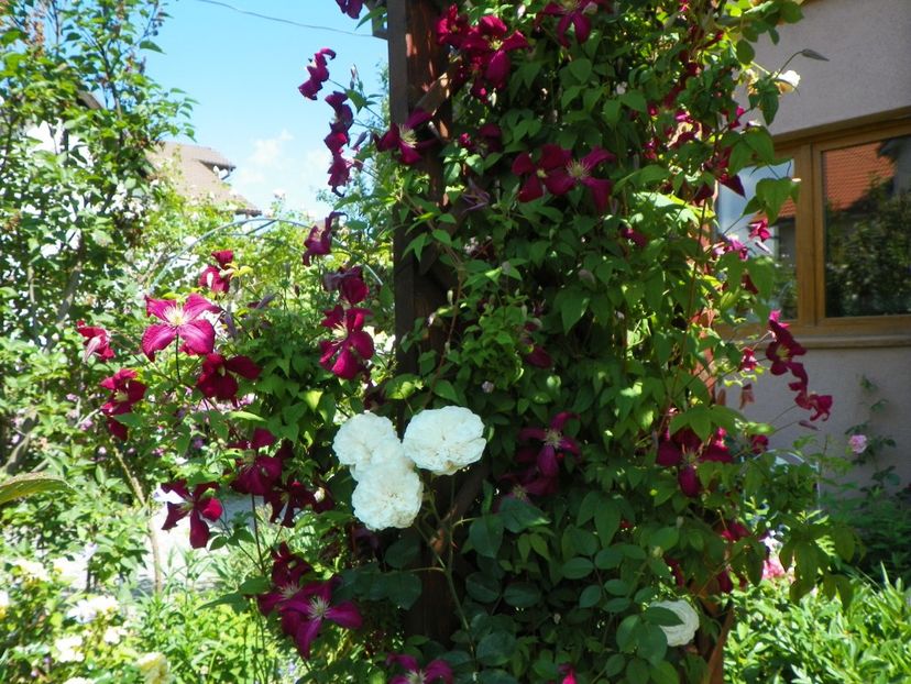 Mme. Julia Correvon - Clematite 2017