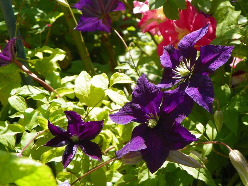 Aotearoa - Clematite 2017