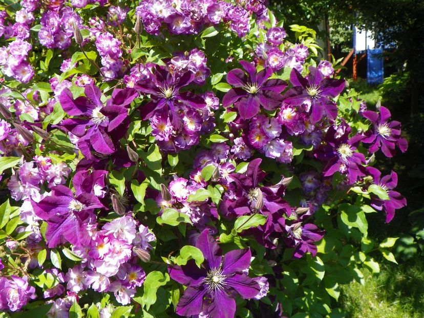 Warszawska Nike - Clematite 2017