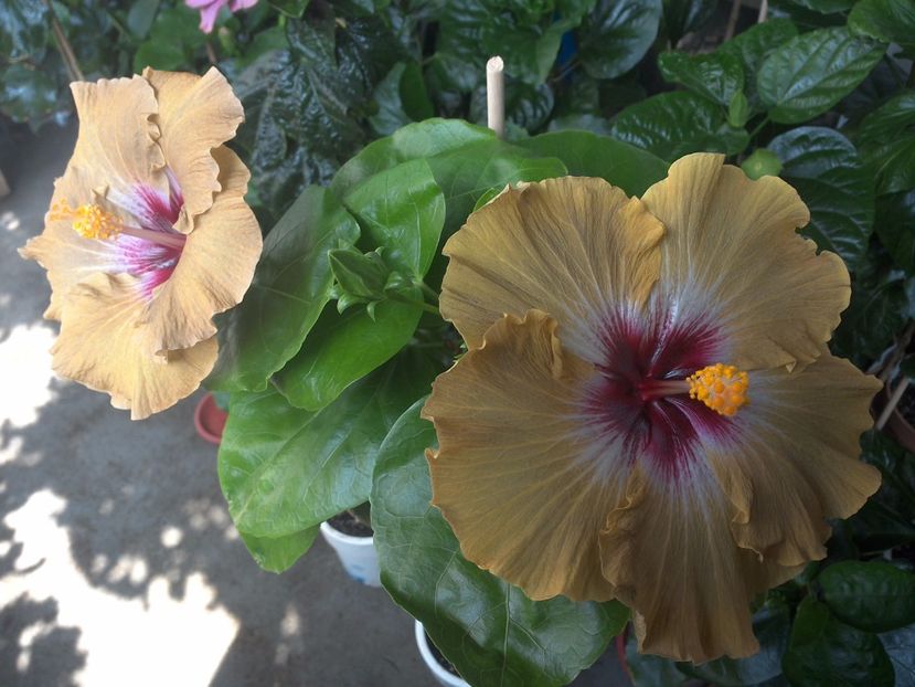 WIN_20170705_102453 - Tahitian Dusky Star