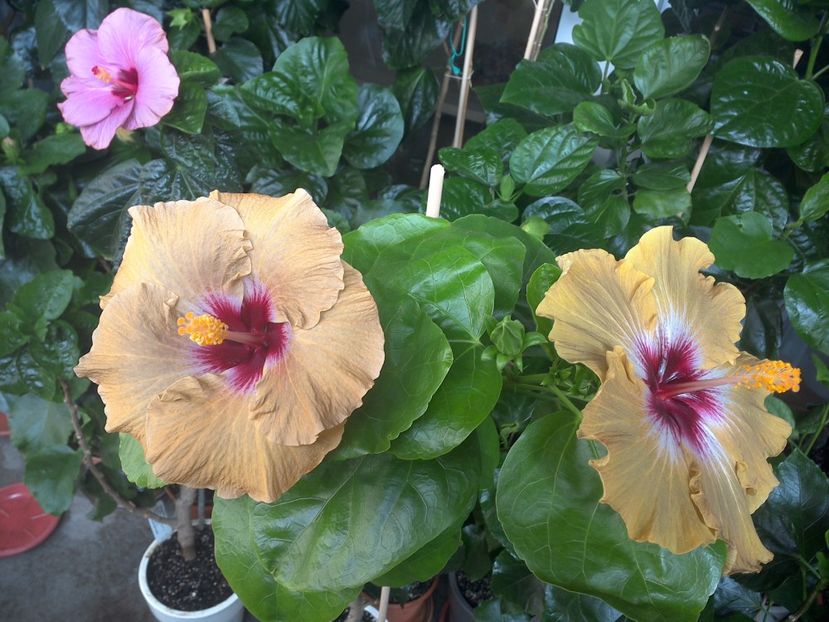 WIN_20170705_102459 - Tahitian Dusky Star