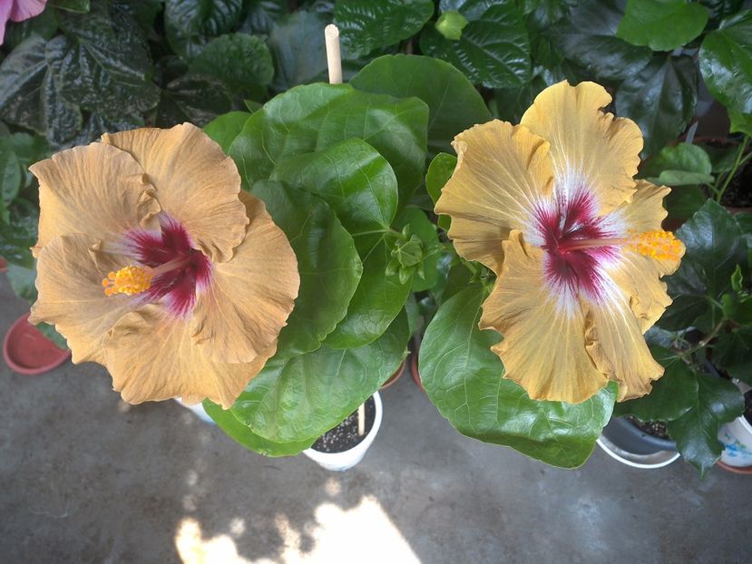 WIN_20170705_102532 - Tahitian Dusky Star