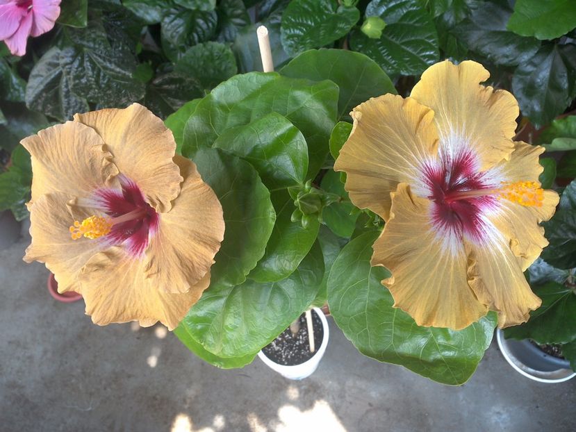 WIN_20170705_102546 - Tahitian Dusky Star