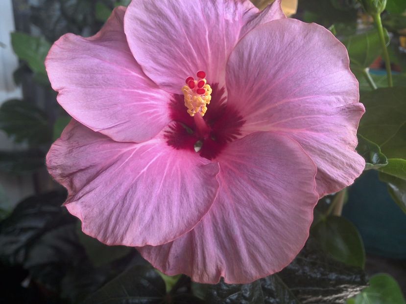 WIN_20170705_103015 - Sea Grape