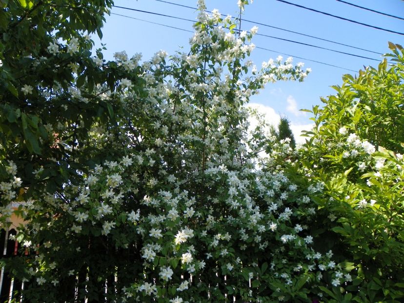 philadelphus inodorus - Copacei si arbusti 2017