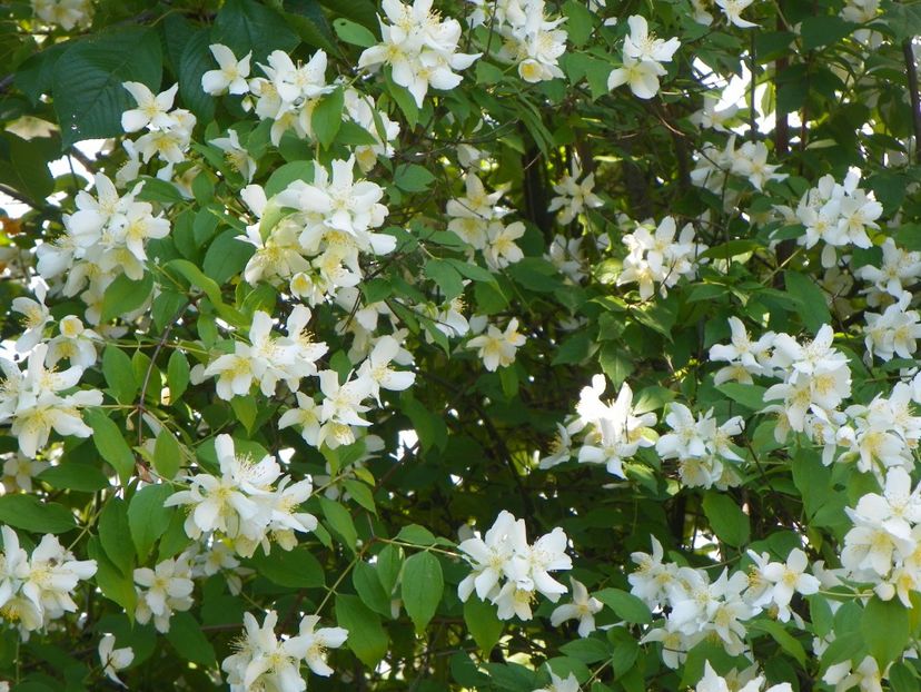 philadelphus inodorus - Copacei si arbusti 2017