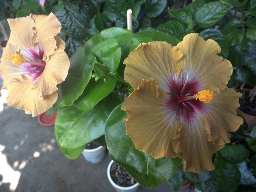 WIN_20170705_102617 - 03Hibiscus