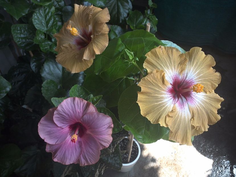 WIN_20170705_102755 - 03Hibiscus