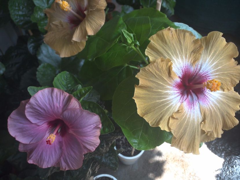 WIN_20170705_102759 - 03Hibiscus