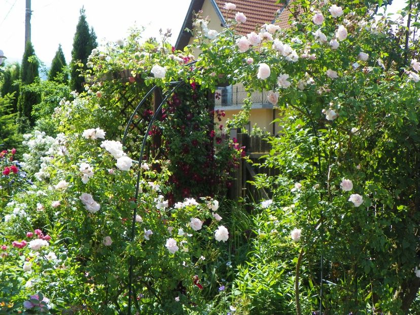 16 iun (54) - Gradina 2017