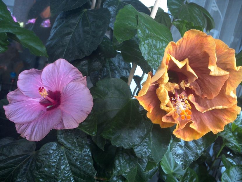 WIN_20170705_104201 - 03Hibiscus