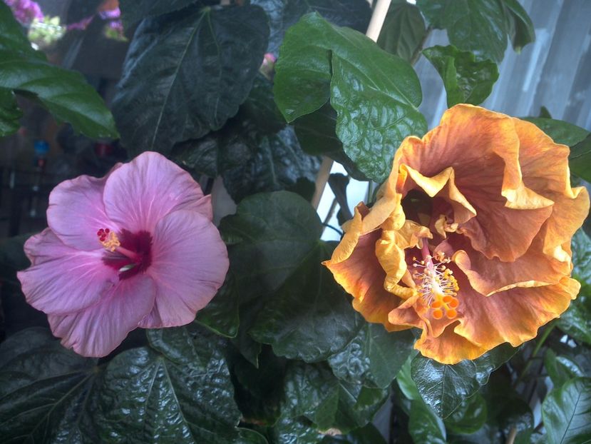 WIN_20170705_104205 - 03Hibiscus