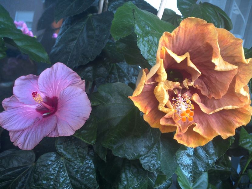 WIN_20170705_104208 - 03Hibiscus