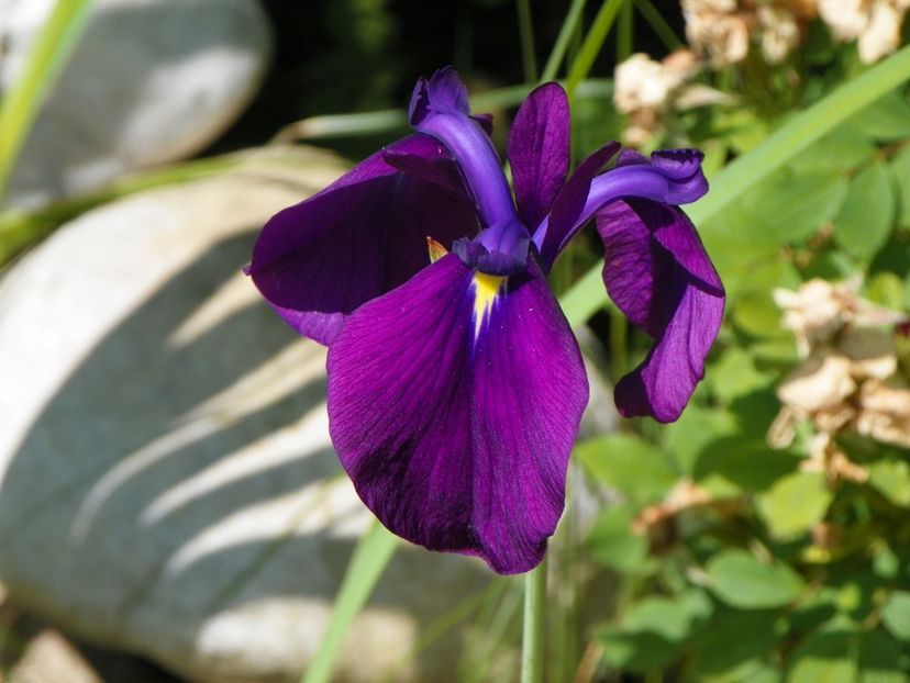 ensata variegata - Irisi 2017