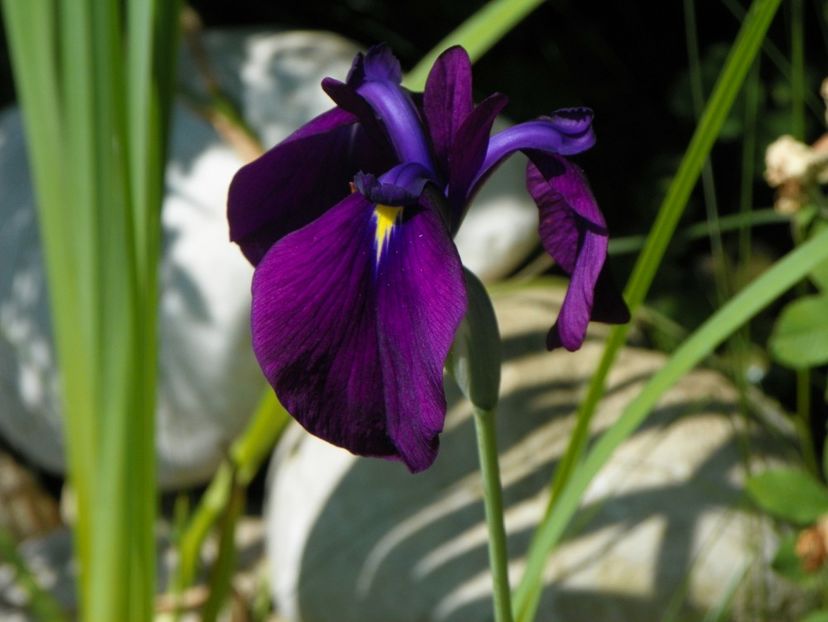 ensata variegata - Irisi 2017
