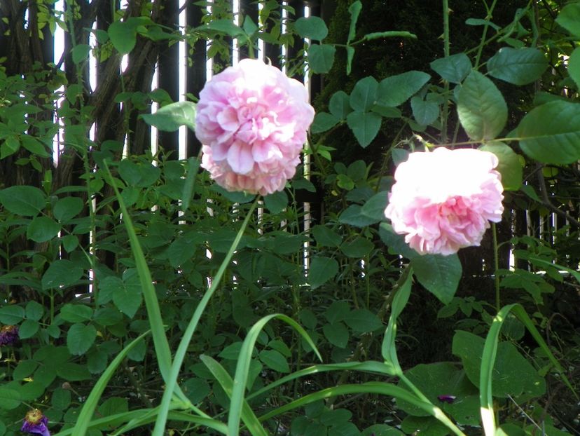 Cottage Rose - Trandafiri 2017-1