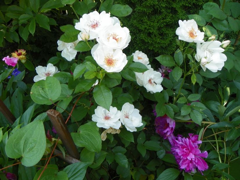 Jacqueline du Pres - Trandafiri 2017-1