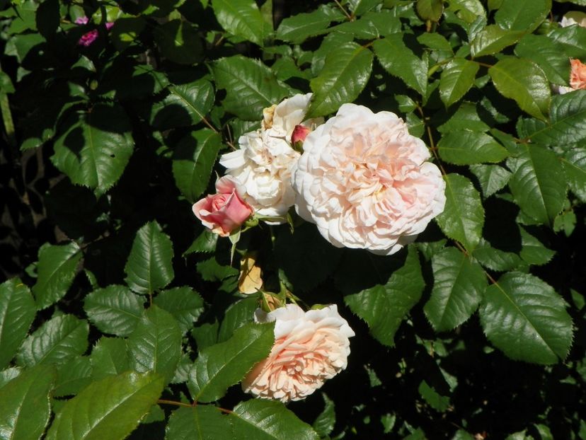 Rose de Tolbiac - Trandafiri 2017-1