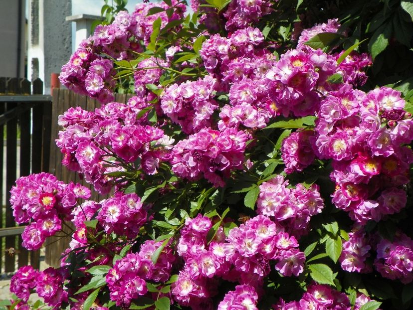 Perennial Blue - Trandafiri 2017-1