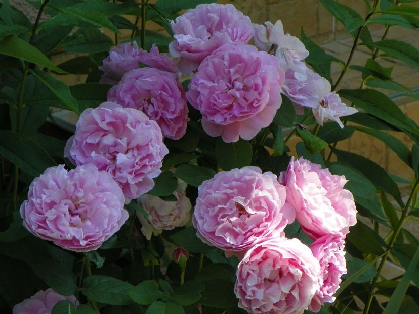 Mary Rose - Trandafiri 2017-1