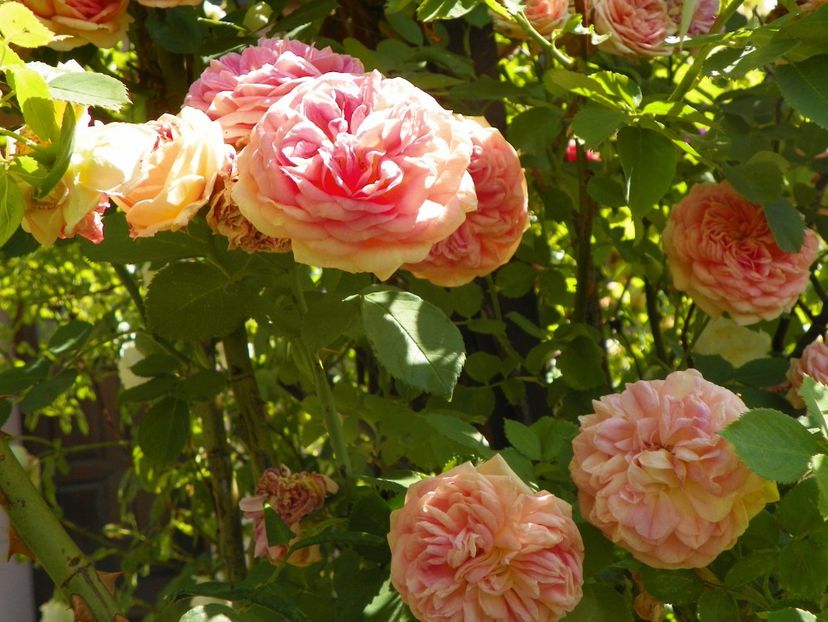 Alchemist - Trandafiri 2017-1