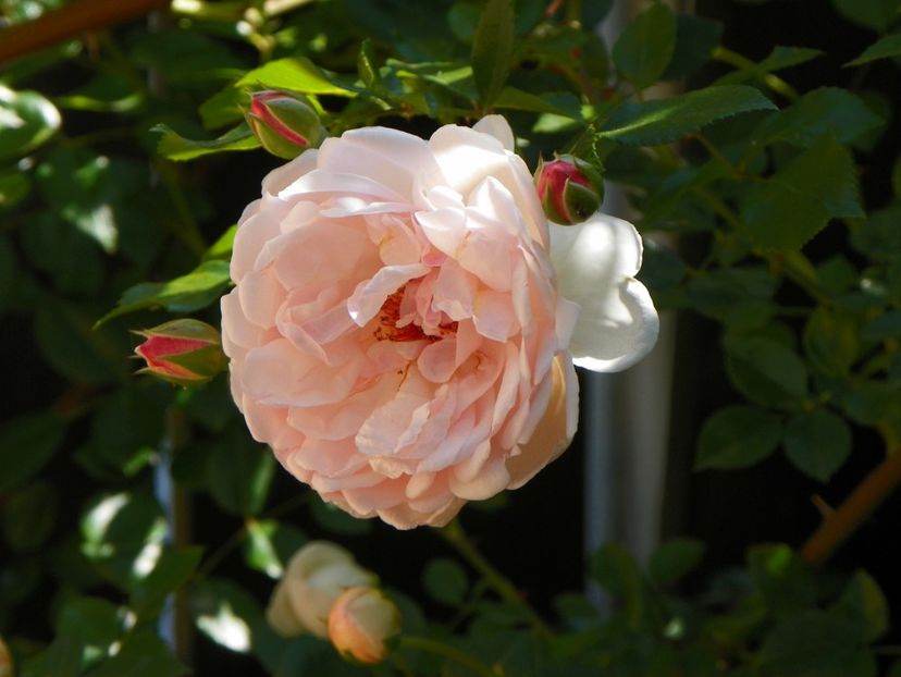 Leontine Gervais - Trandafiri 2017-1