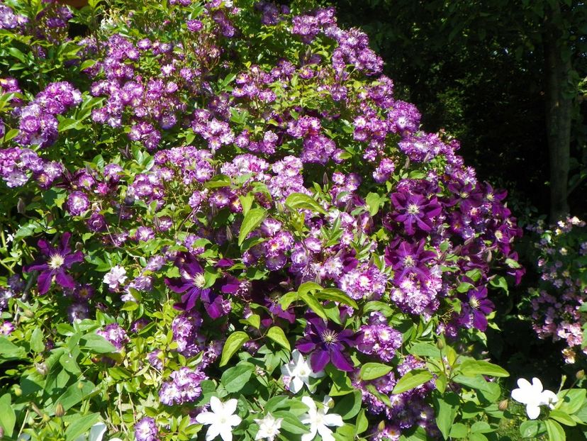 Veilchenblau - Trandafiri 2017-1