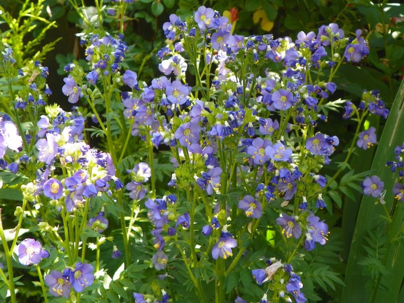 16 iun (76) - Vara 2017